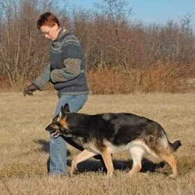 police k9