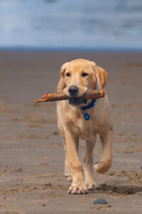 police k9