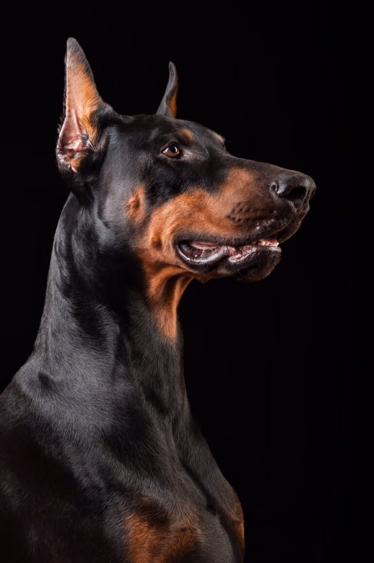 police k9
