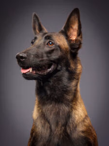 police k9