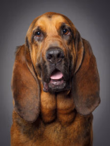 police k9