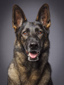 police k9