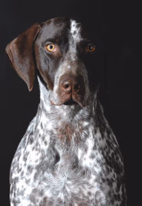 police k9